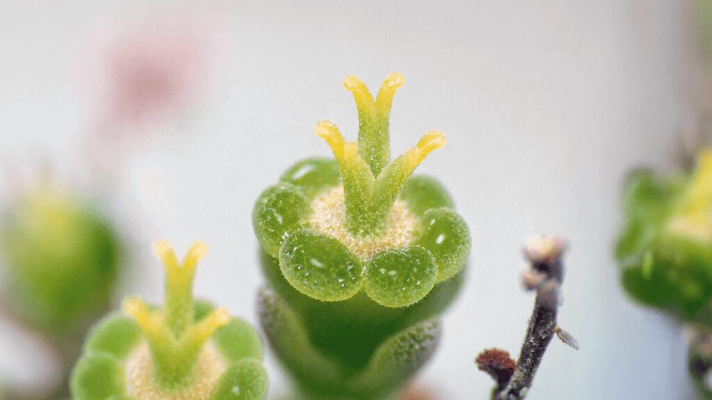 ユーフォルビア ホリダの雌花