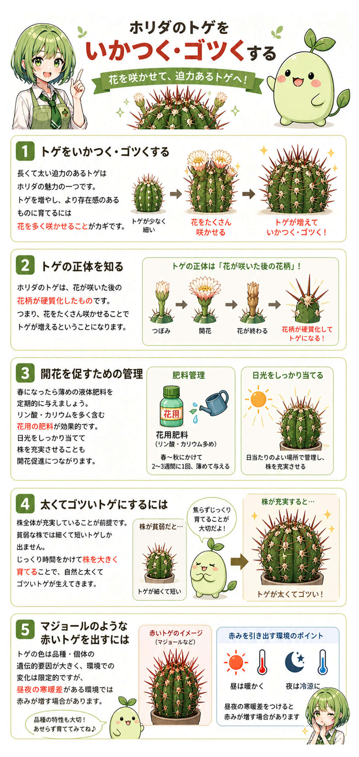 ユーフォルビアホリダのトゲをいかつく・ゴツくする方法
