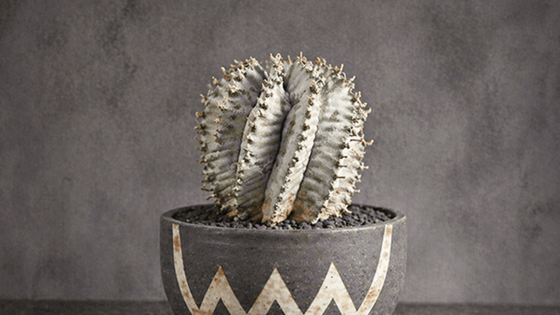 スノーフレーク