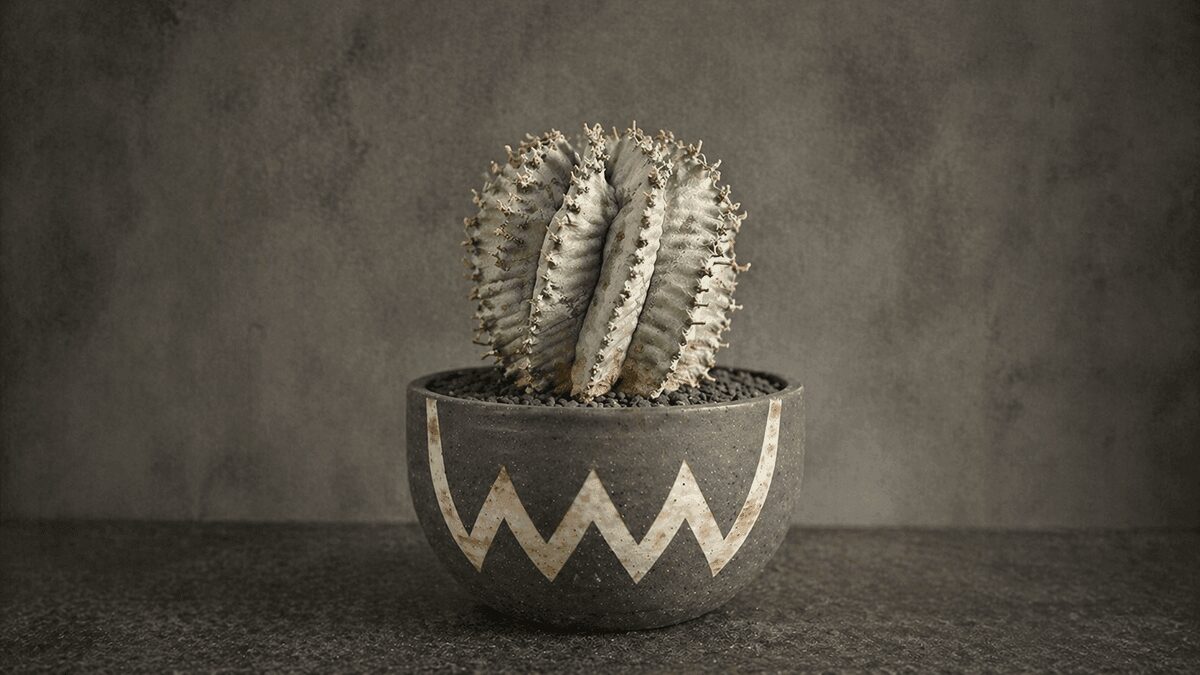 ユーフォルビアホリダ スノーフレーク 陶器鉢