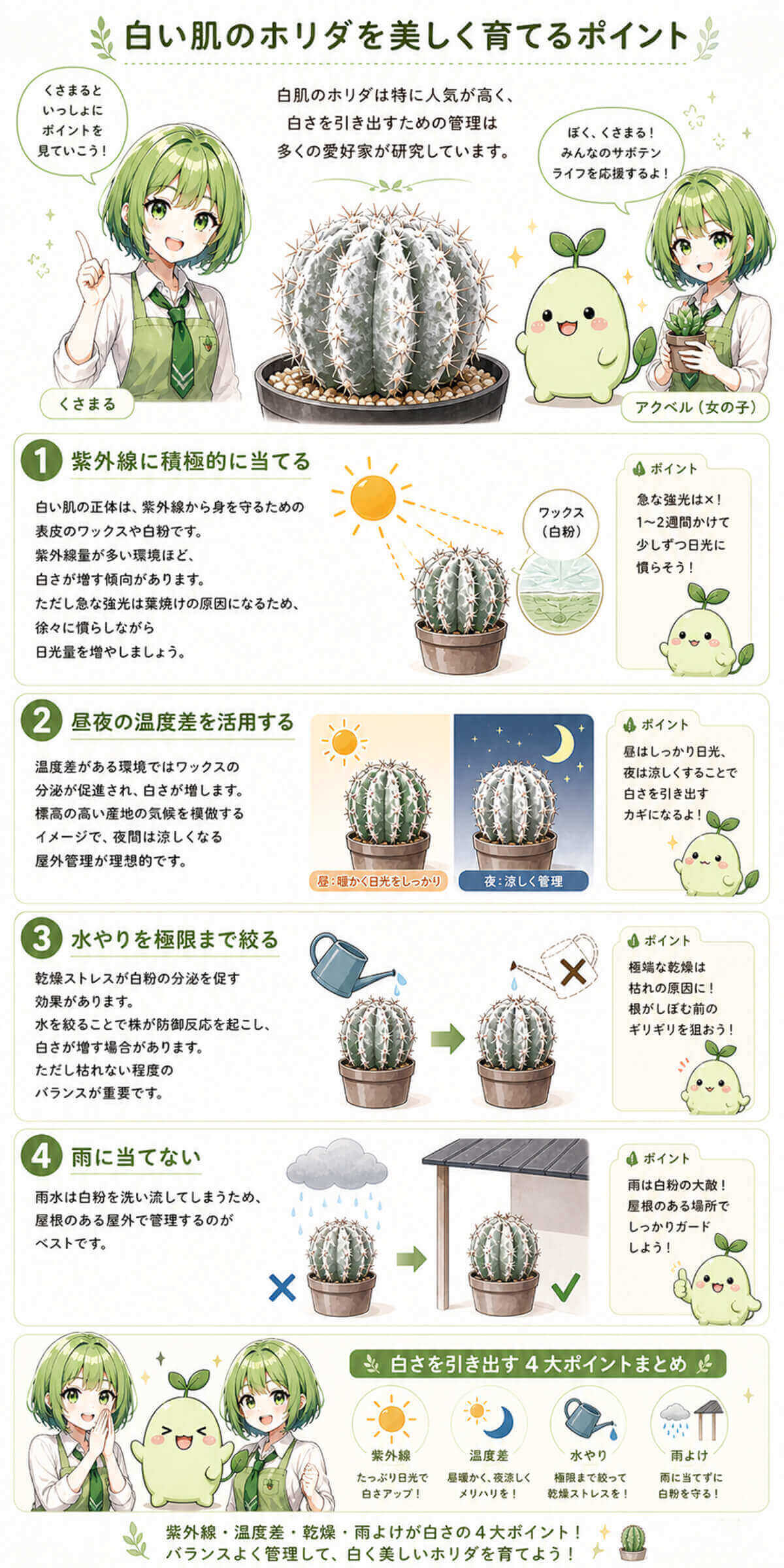ユーフォルビアホリダをできるだけ色白に仕上げる方法