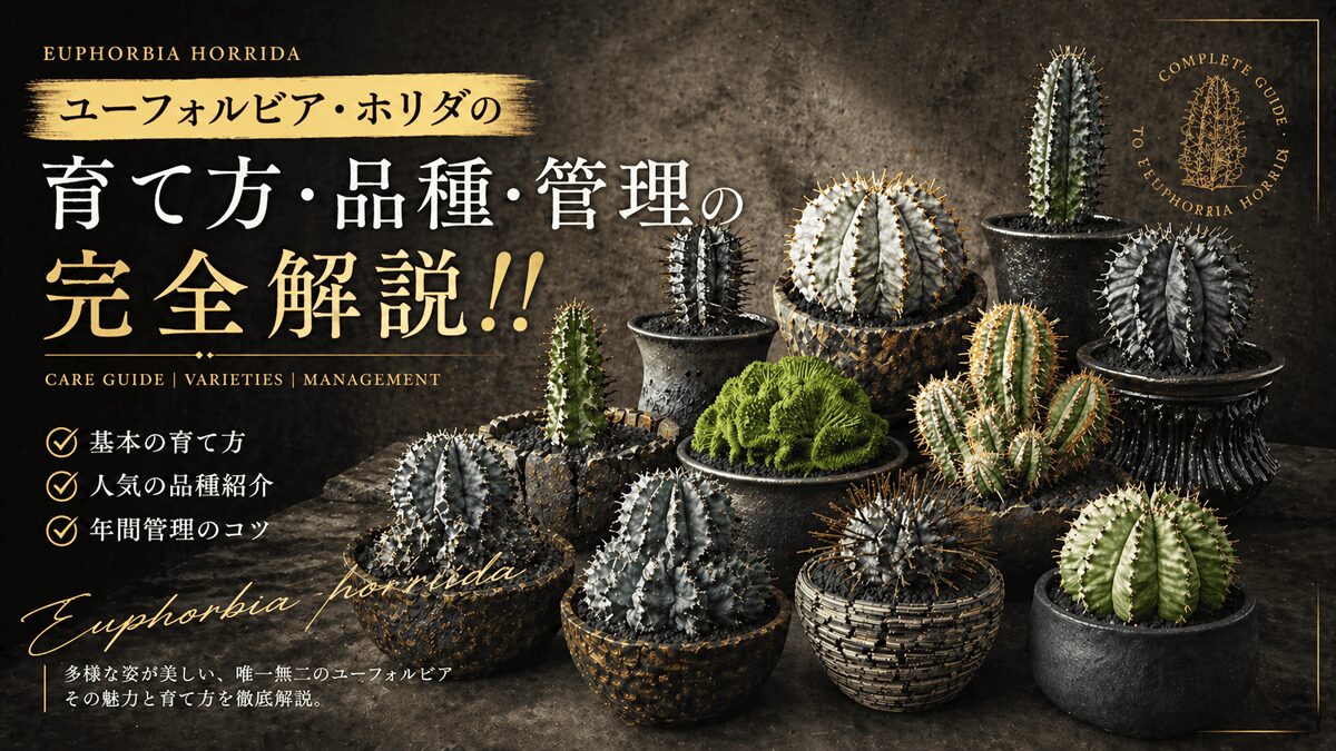 激渋 ユーフォルビア オールド ホリダ ユーフォルビア・ホリダ完全ガイド｜育て方・品種・ネームドのすべて