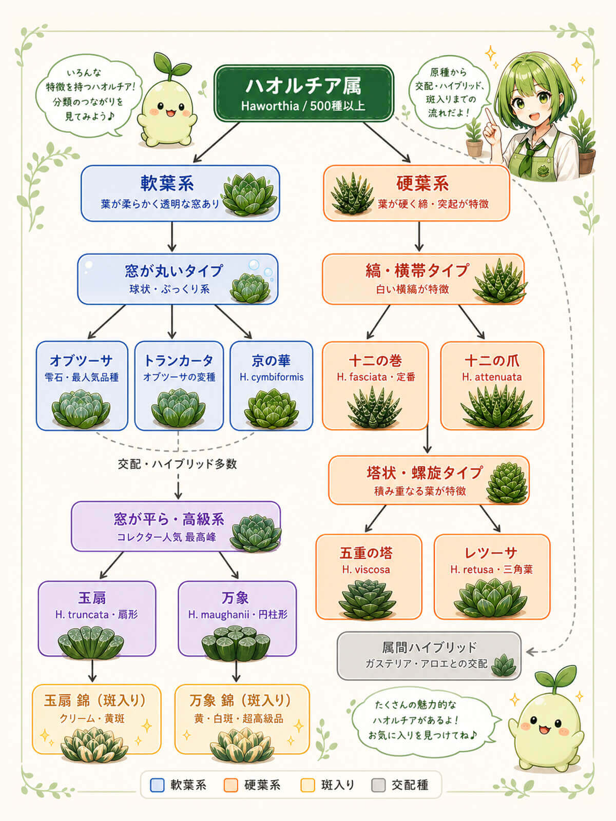 ハオルチアの種類 相関図