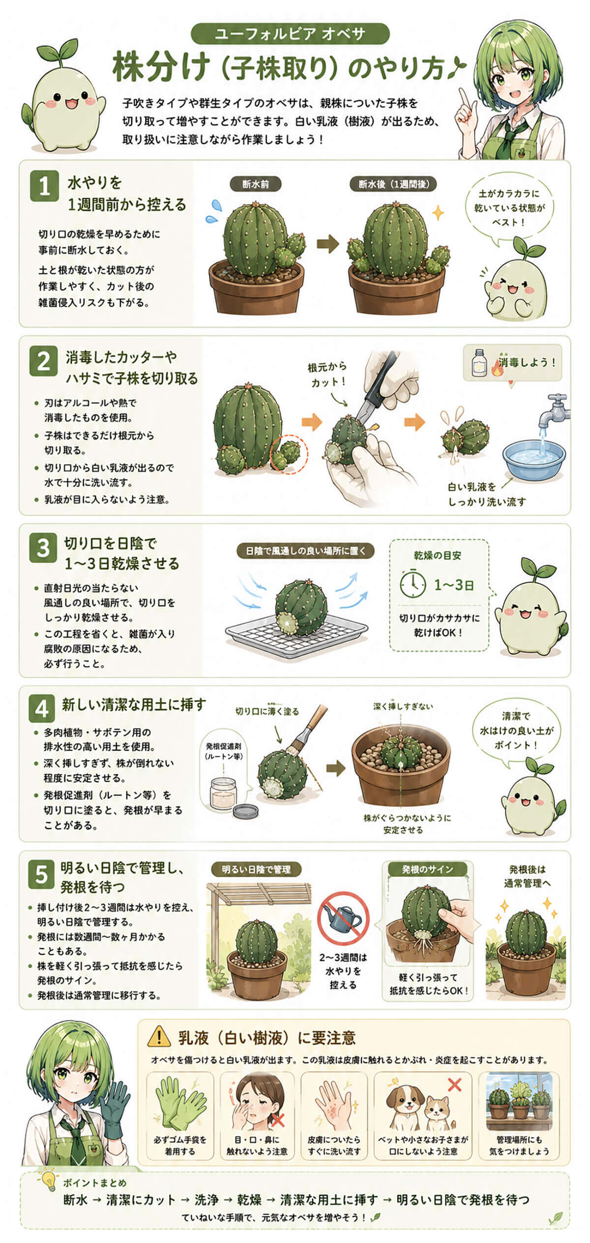 オベサの株分け(子株取り)図解