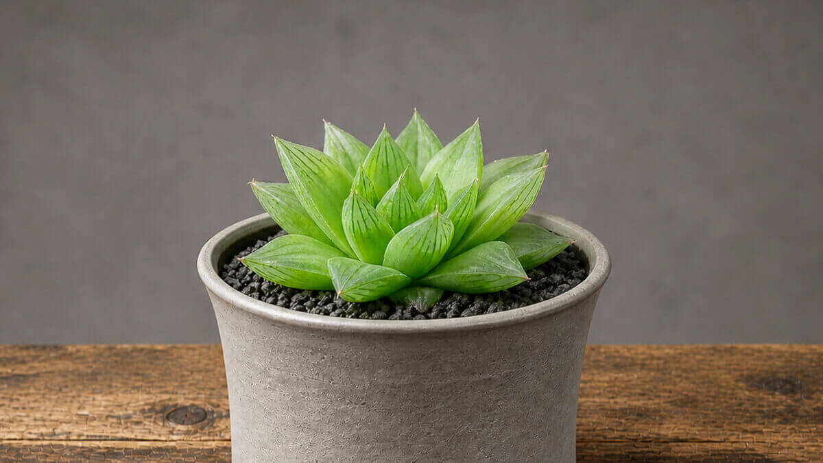 ハオルチア 京の華