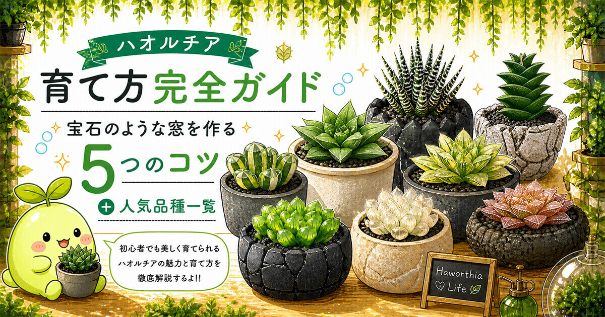 ハオルチア育て方完全ガイド 宝石のような窓を作る5つのコツと人気品種一覧