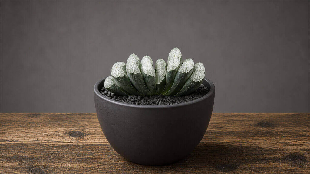 ハオルチア 玉扇 Maceta
BowlMid