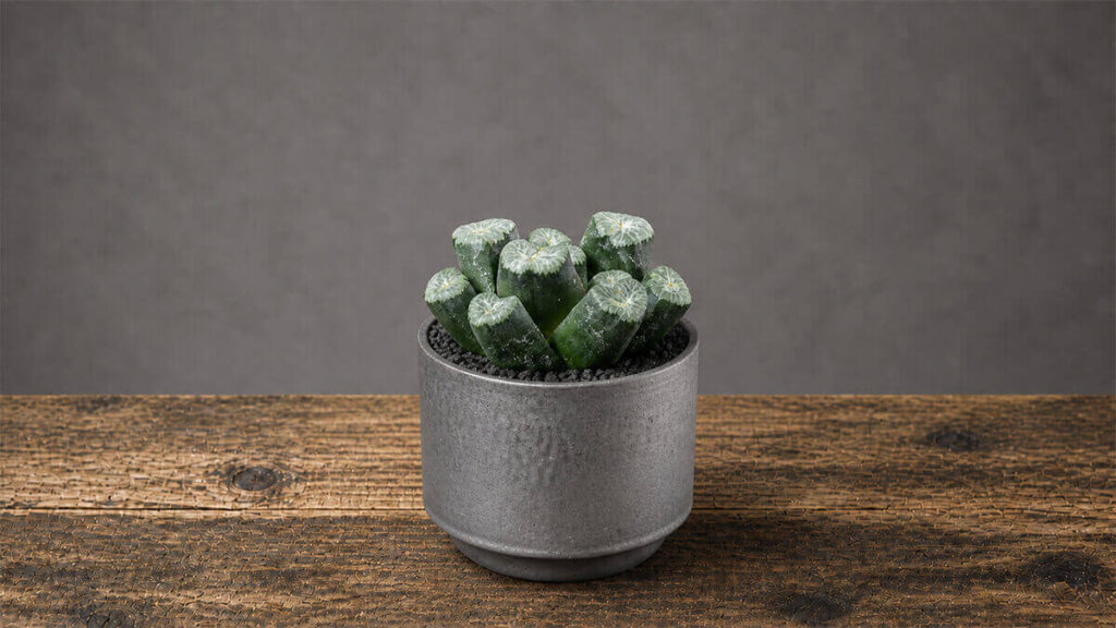 ハオルチア 万象 マウガニー TOKYO BOTANICAL POT