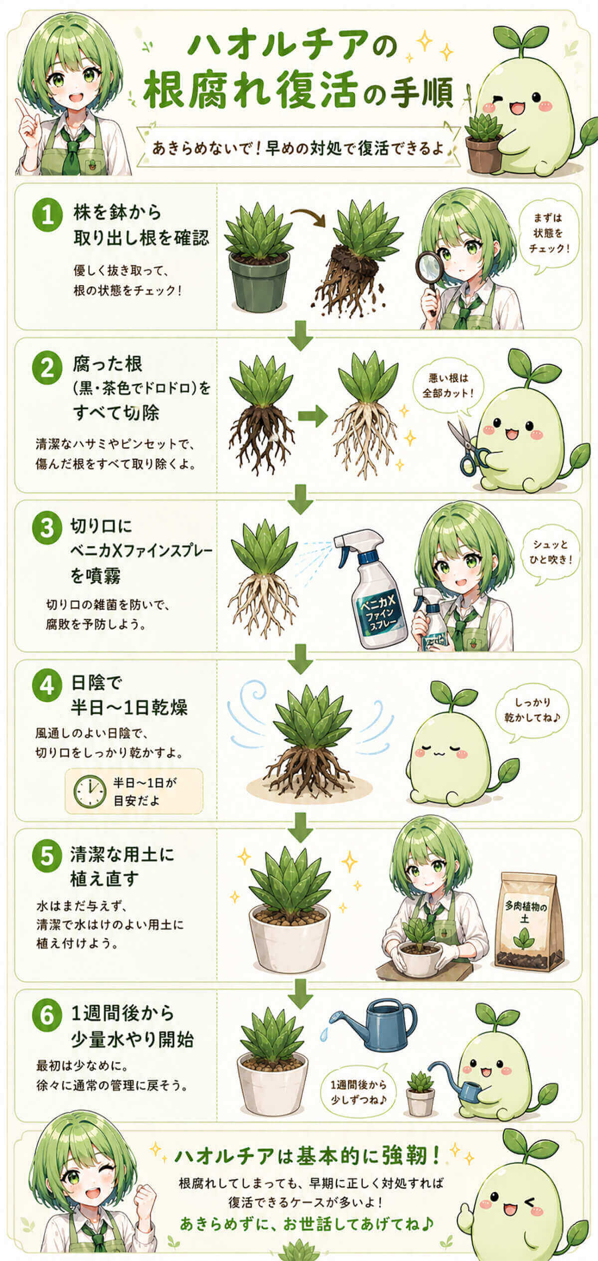 ハオルチアの根腐れ復活の手順
