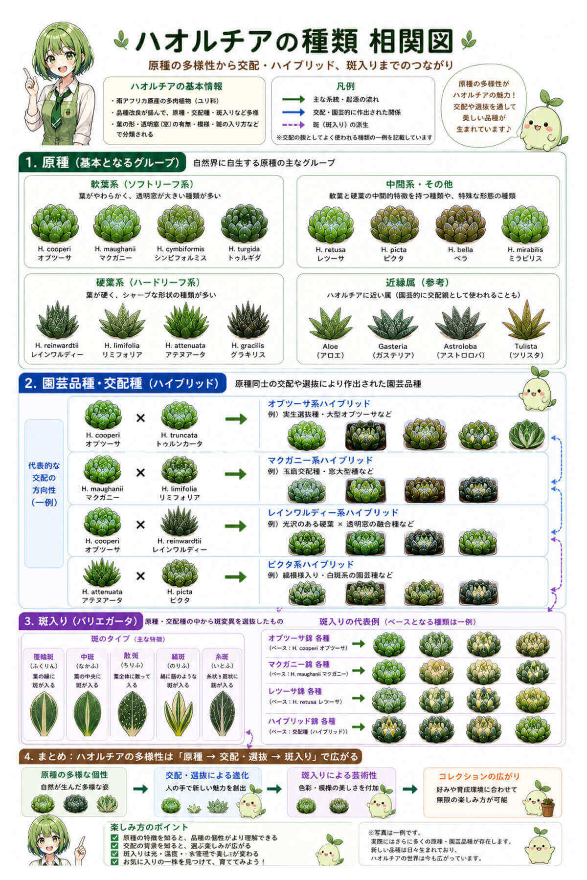 ハオルチアの種類 相関図