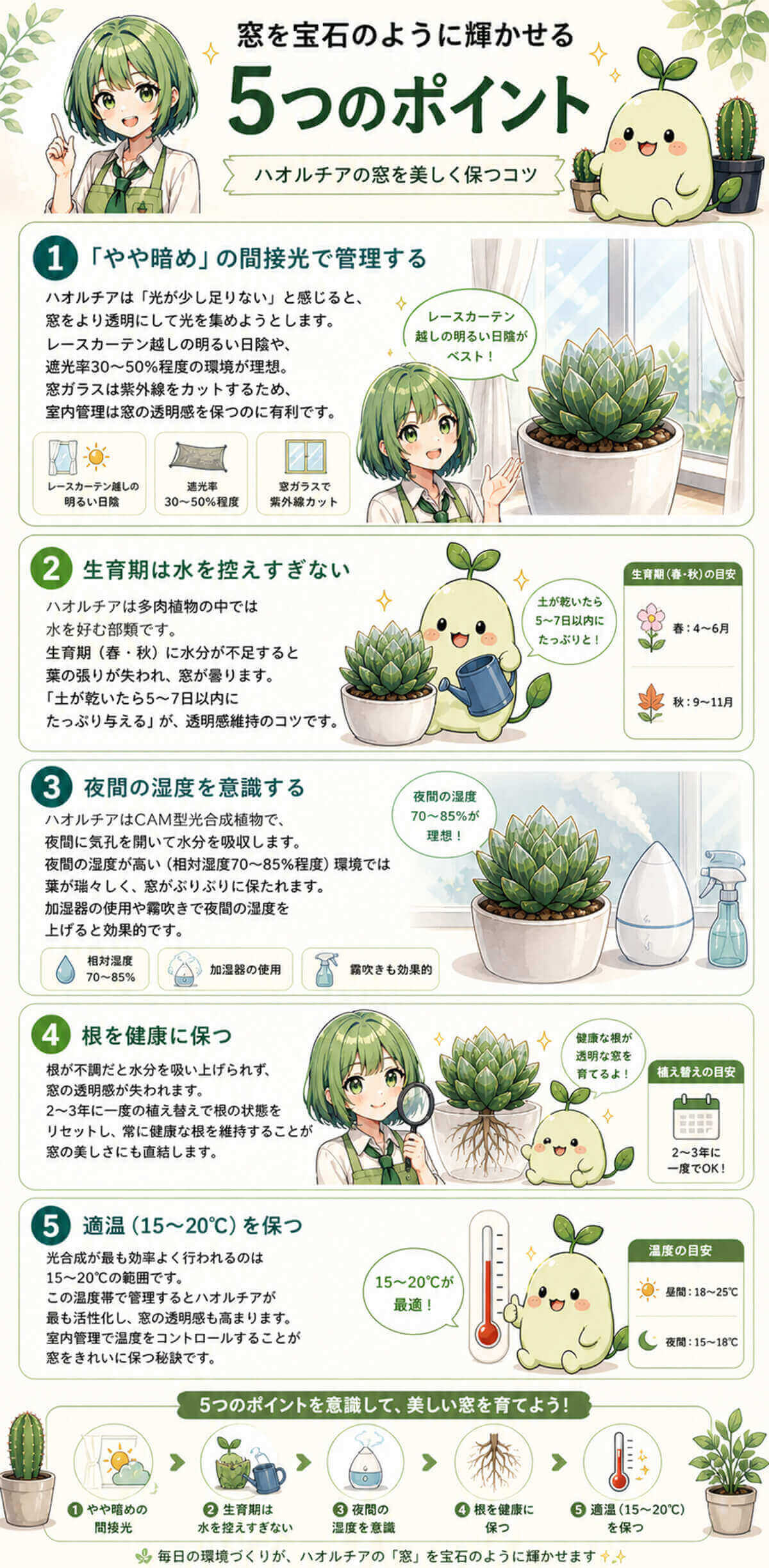 ハオルチアの窓を宝石のように輝かせる方法
