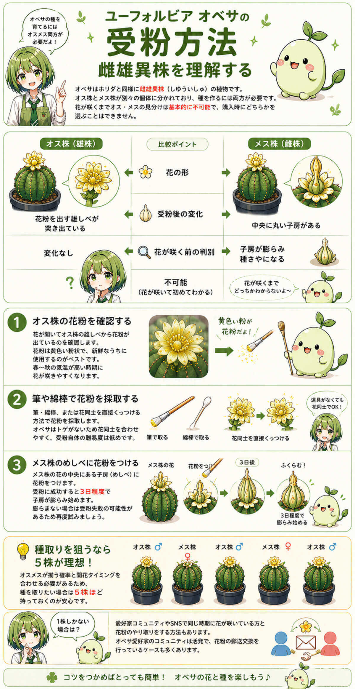 オベサの受粉方法 雌雄異株を理解する