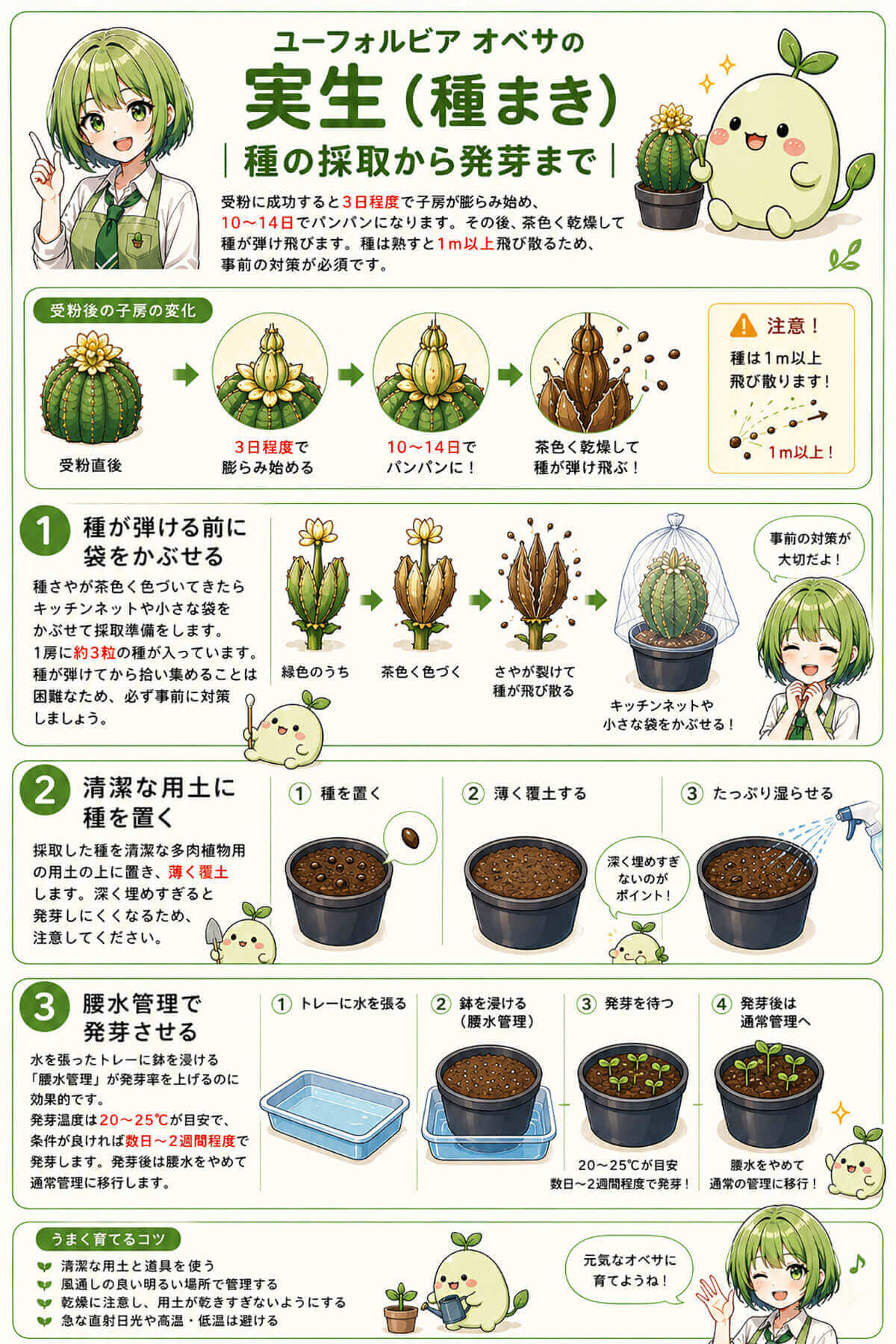オベサの実生(種まき) 種の採取から発芽まで
