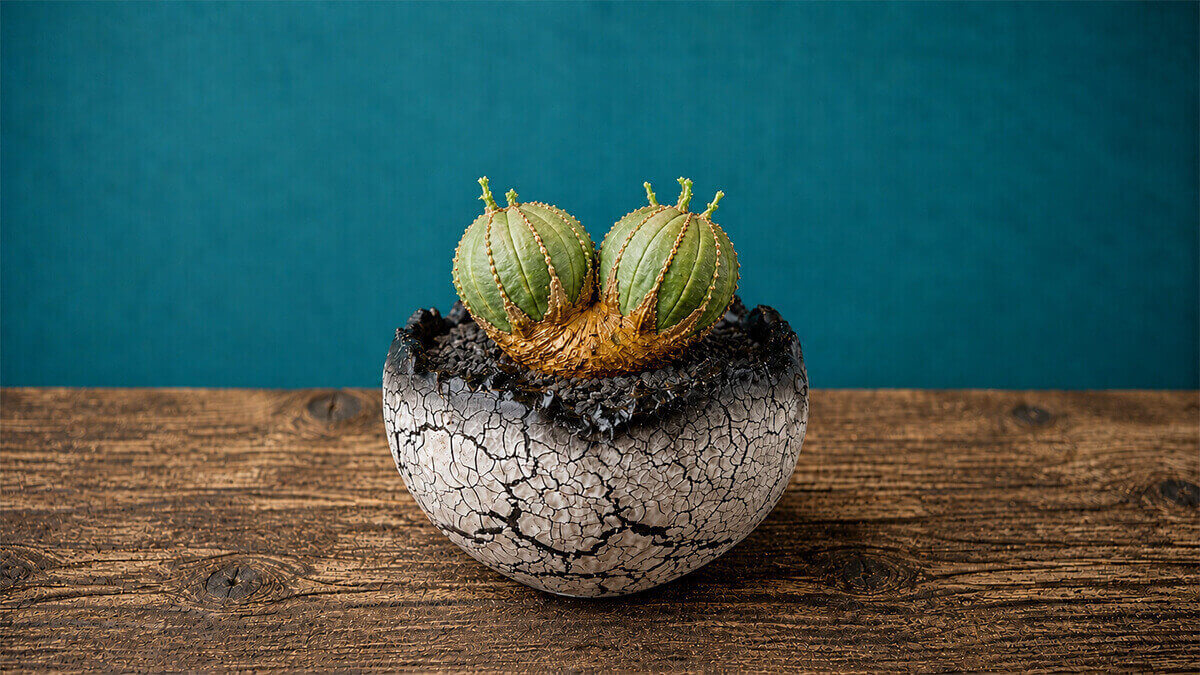 オベサダブルヘッド F.E.P Dragin Eggs Pots