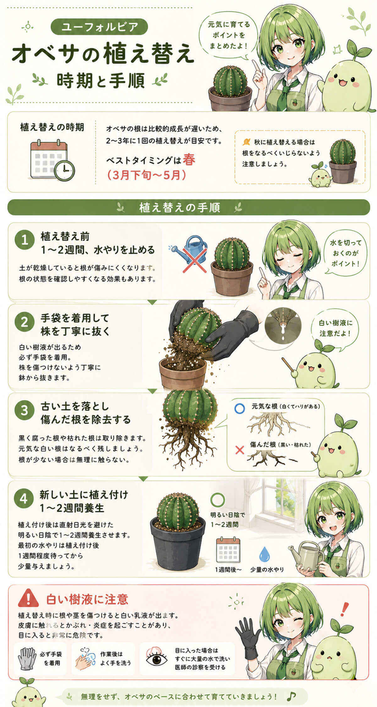 オベサの植え替えの時期と手順
