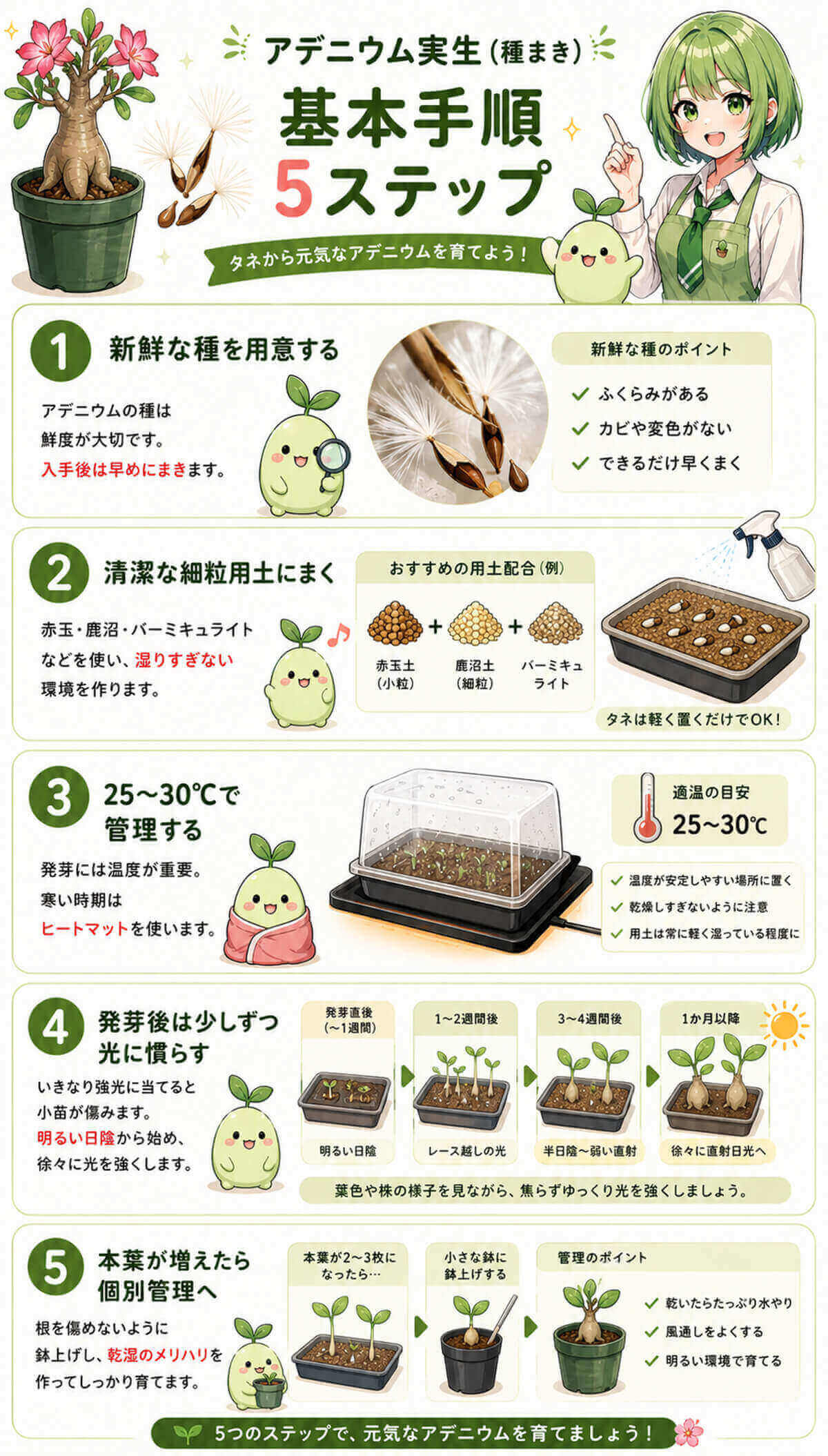 アデニウム実生(種まき)の基本手順