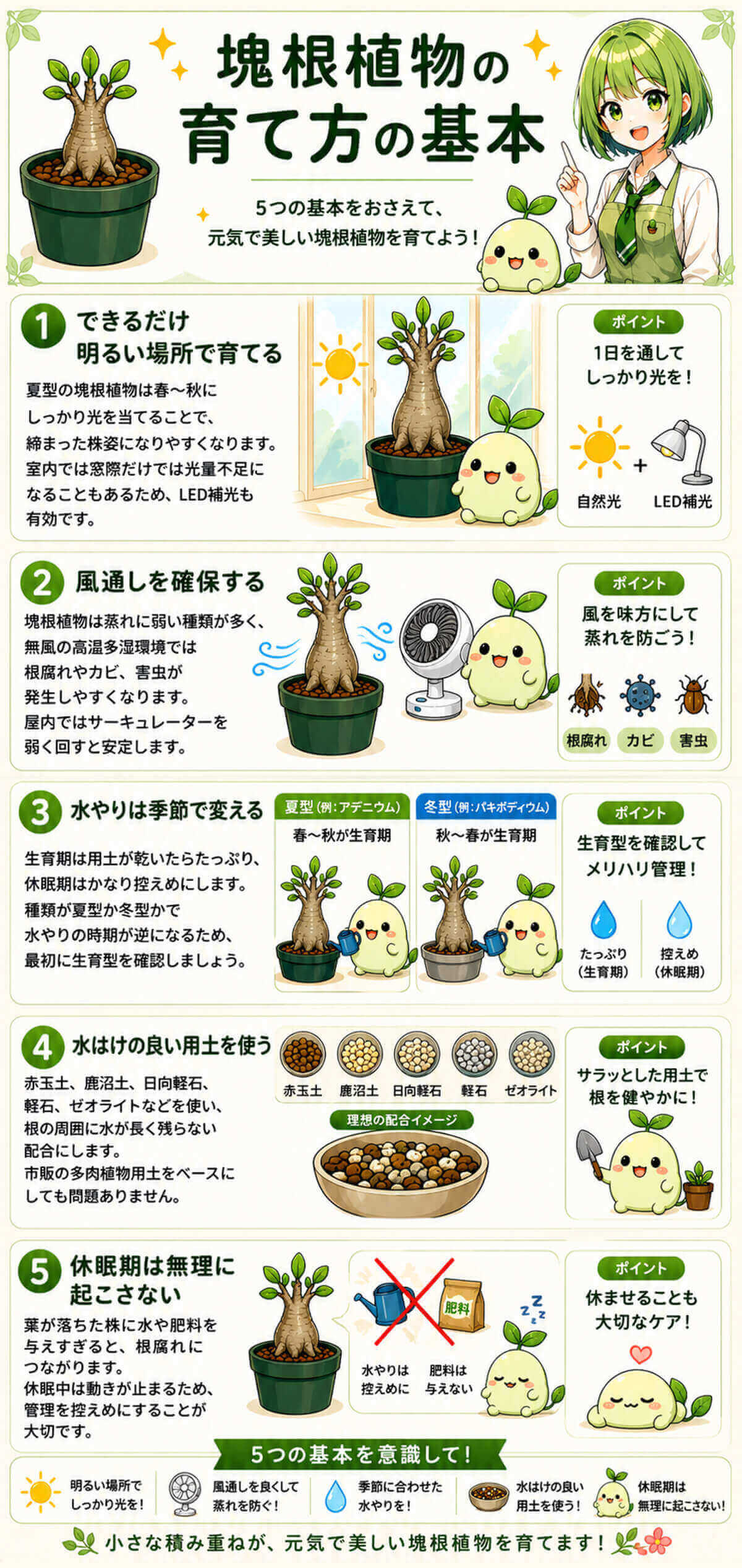 塊根植物の育て方の基本