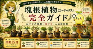 塊根植物(コーデックス)完全ガイド|おすすめ種類・人気種図鑑・育て方を解説するAQUAVERDE・LABのサムネイル画像