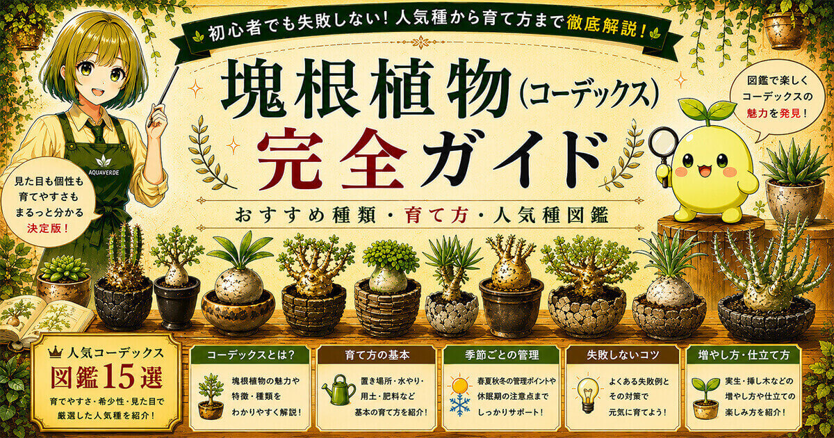 塊根植物(コーデックス)完全ガイド|おすすめ種類・人気種図鑑・育て方を解説するAQUAVERDE・LABのサムネイル画像