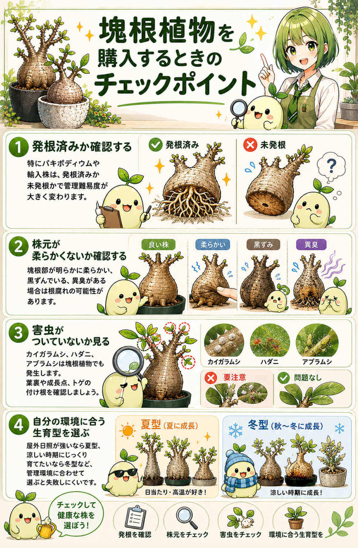 塊根植物を購入するときのチェックポイント