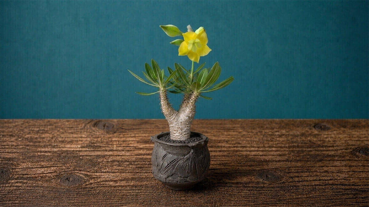 ホロンベンセ 鮮やかな黄色花