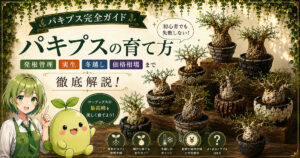 パキプス完全ガイド｜育て方・発根管理・実生・冬越し・価格相場まで