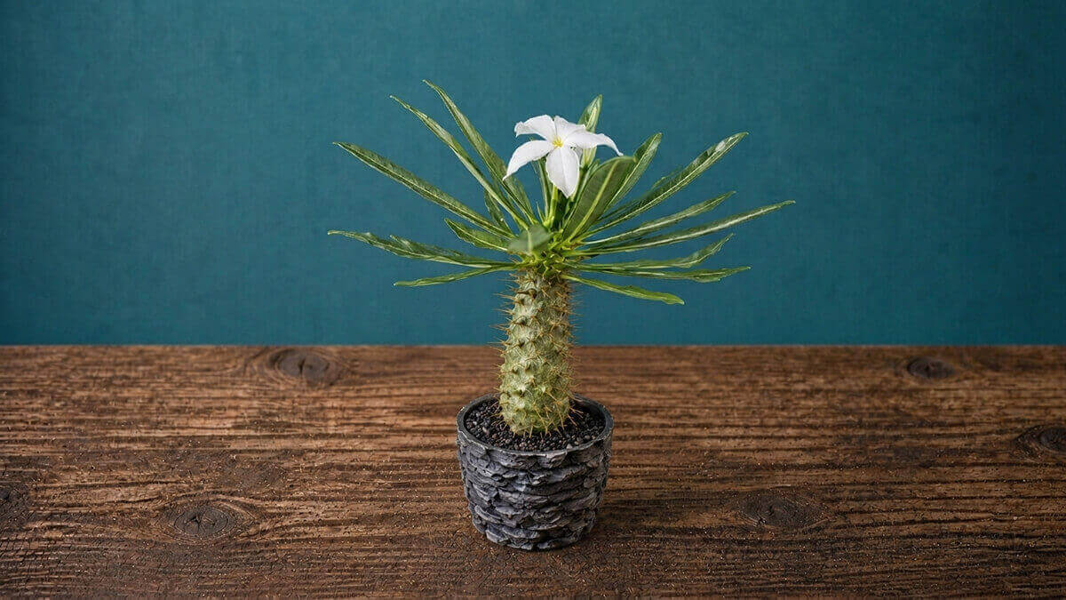 アンボンゲンセ 白〜淡黄花