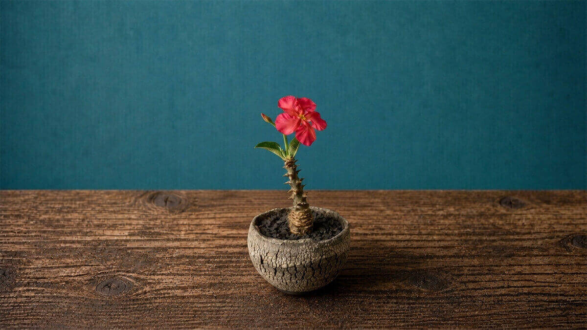 バロニー 赤花