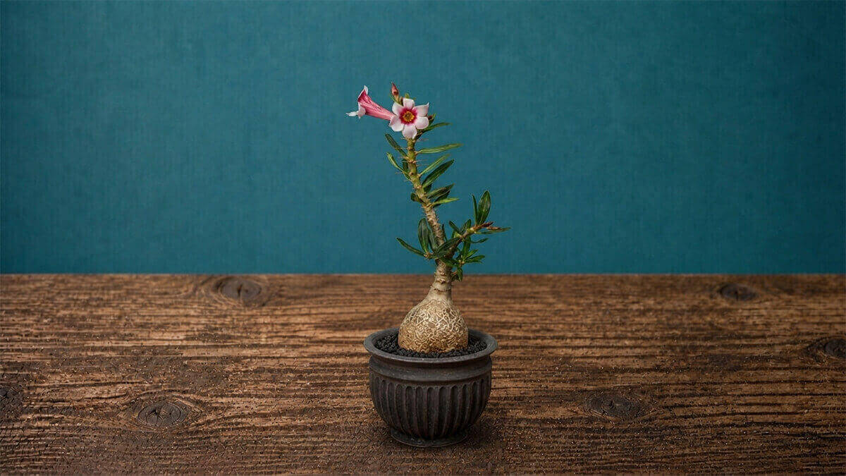 ビスピノーサム ピンク花