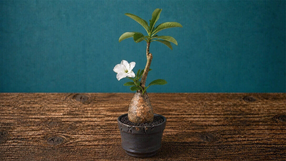 デカリー 白花