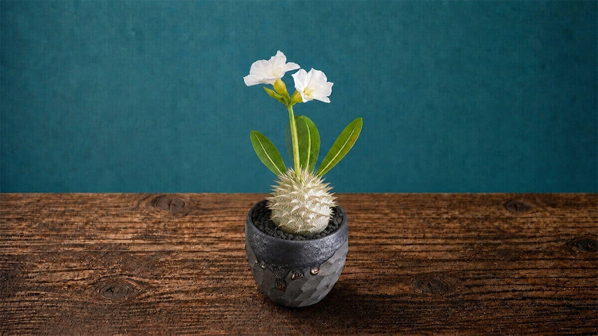 エブレネウム 白色花