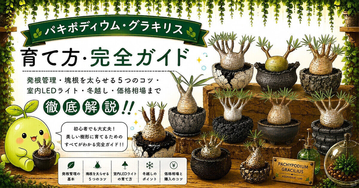 グラキリス育て方完全ガイド｜発根管理・塊根を太らせるコツ・冬越し解説
