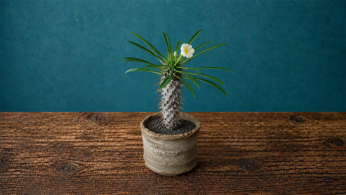 ラメリー 白花