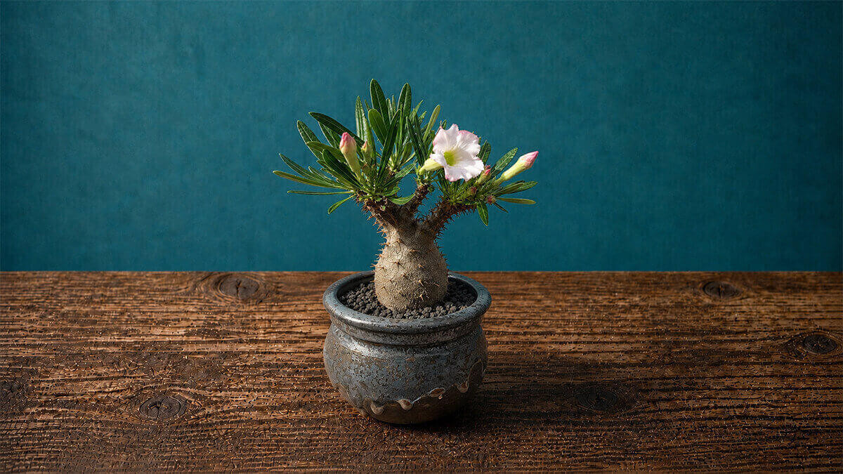 レアリー 白花