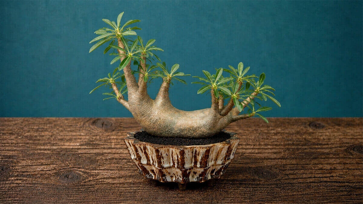 マカイエンセ 荒々しい株姿