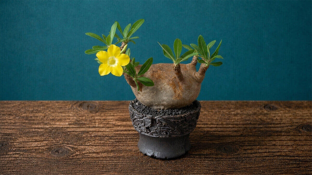 マカイエンセ 淡色の花