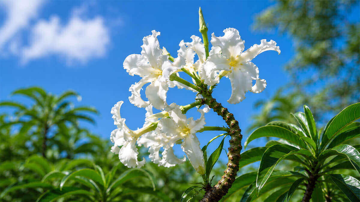 ルテンベルギアナム 白花