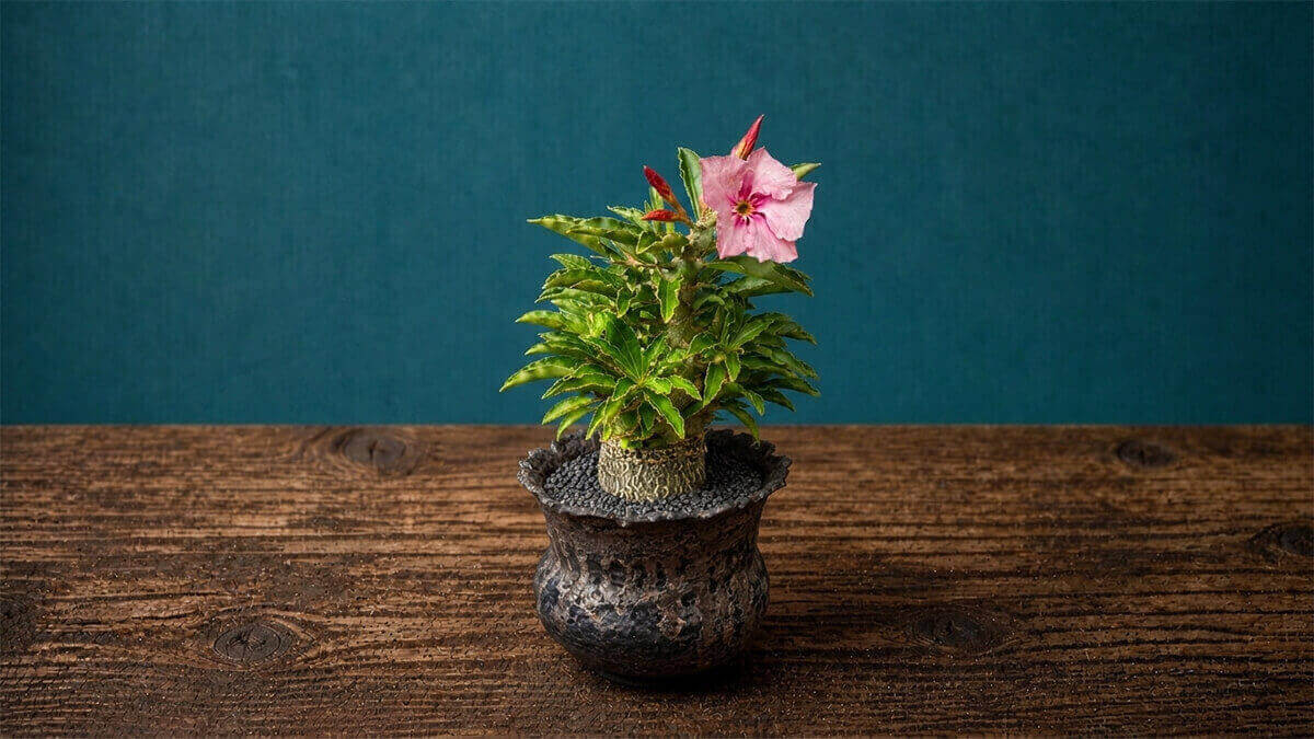 サウンデルシー（白馬城） 白花