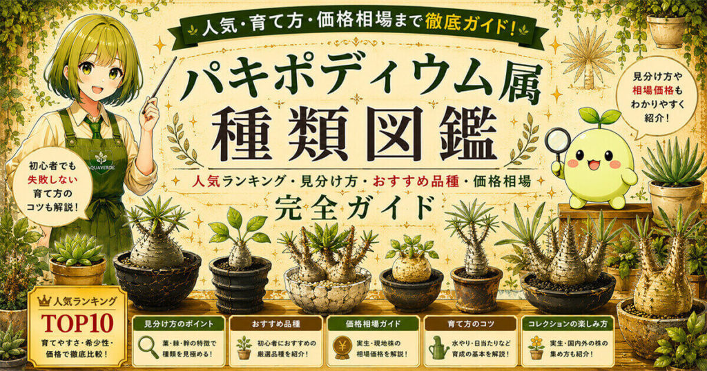 パキポディウム属の種類図鑑｜グラキリス、恵比寿笑い、恵比寿大黒など人気種の特徴・見分け方・おすすめ品種・価格相場を解説する完全ガイド