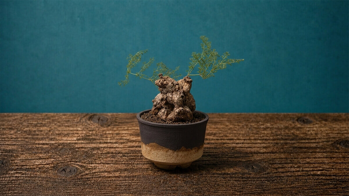 塊根植物（コーデックス）完全ガイド｜人気種類図鑑・育て方・おすすめ種