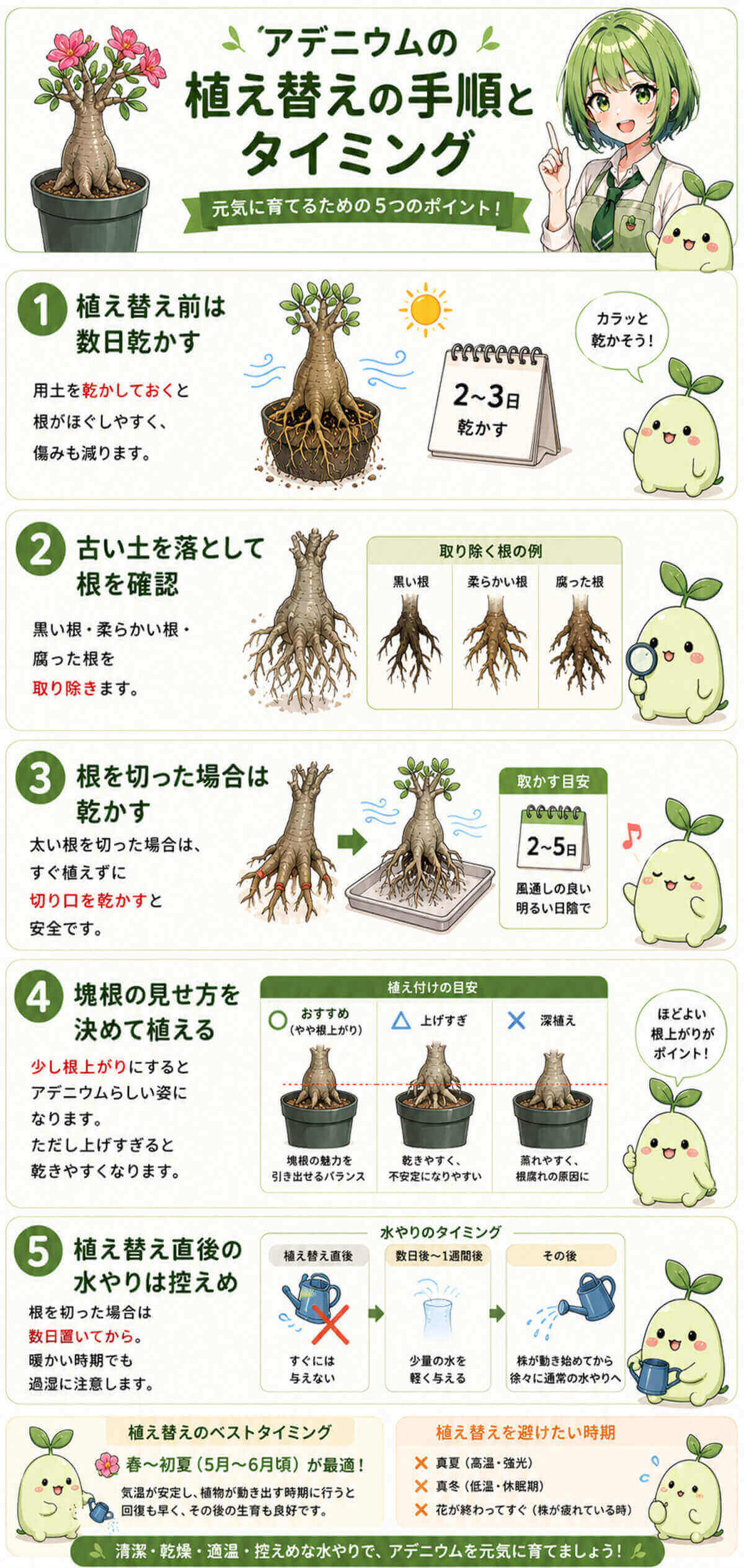 アデニウムの植え替えの手順とタイミング