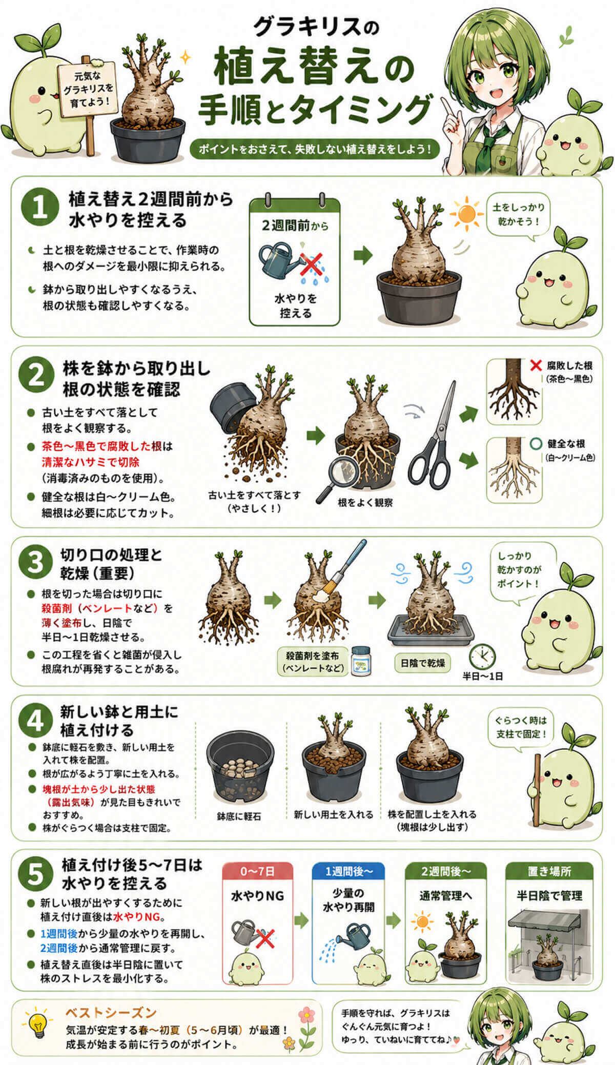 グラキリスの植え替えの手順とタイミング