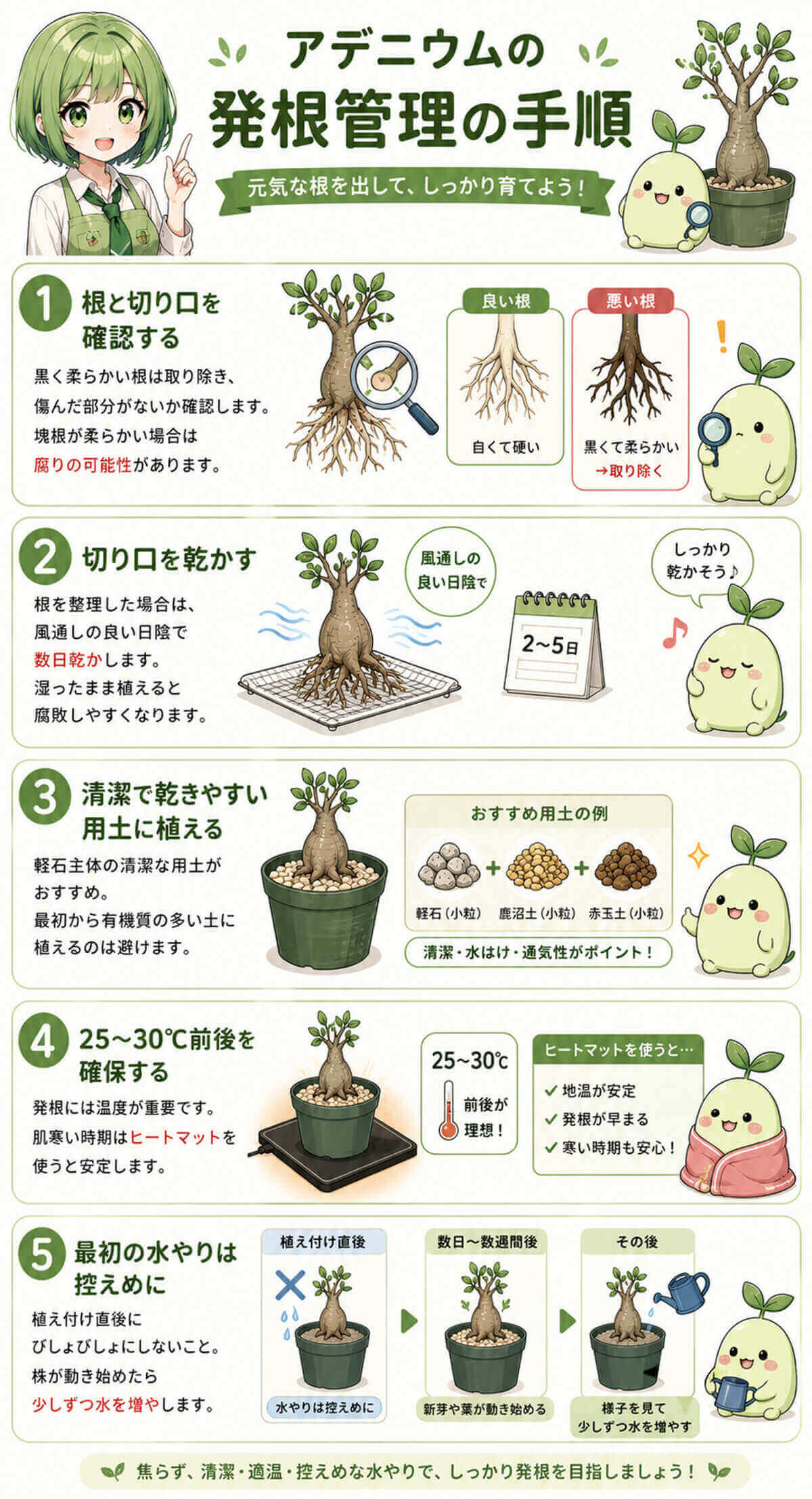 アデニウムの発根管理の手順