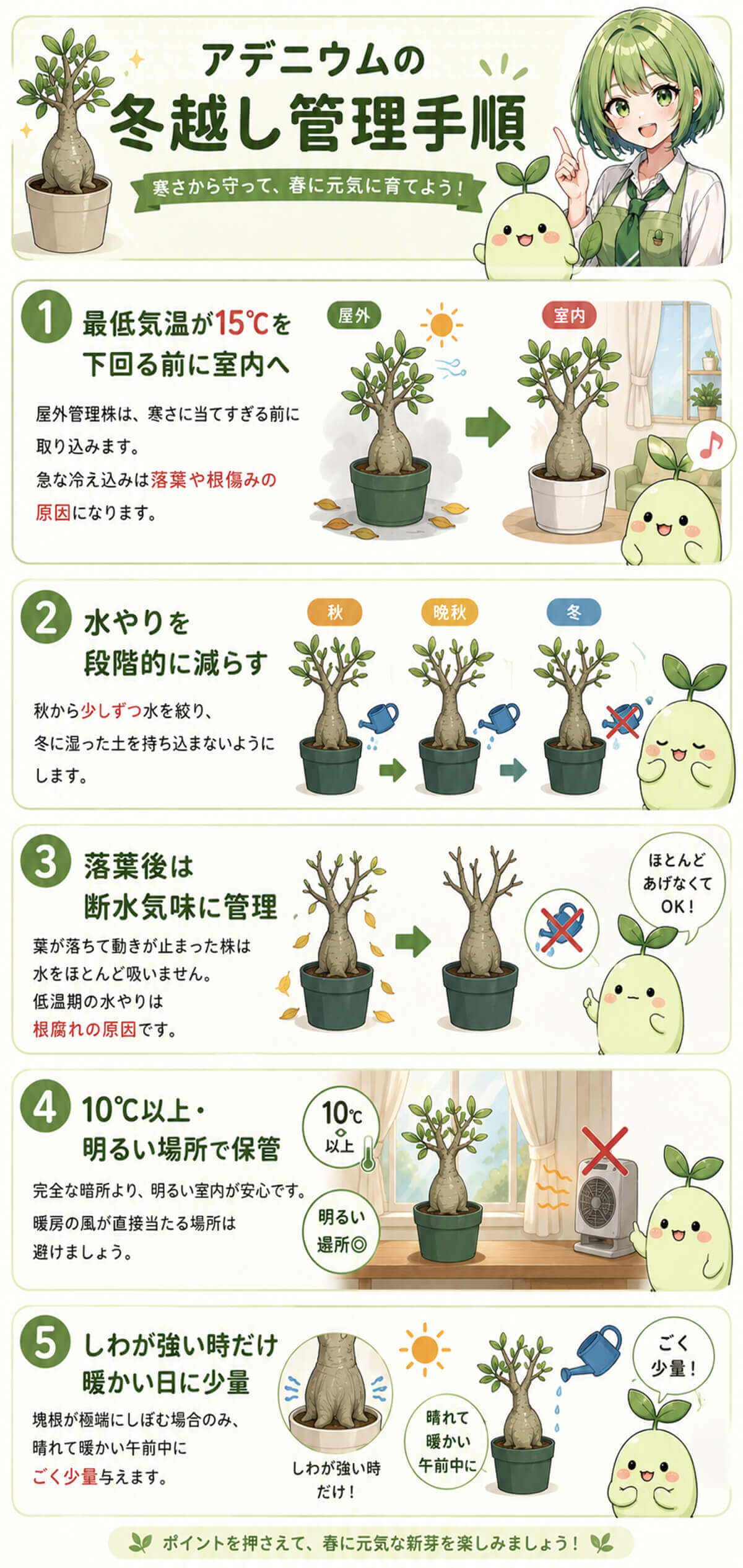 アデニウムの冬越し管理手順