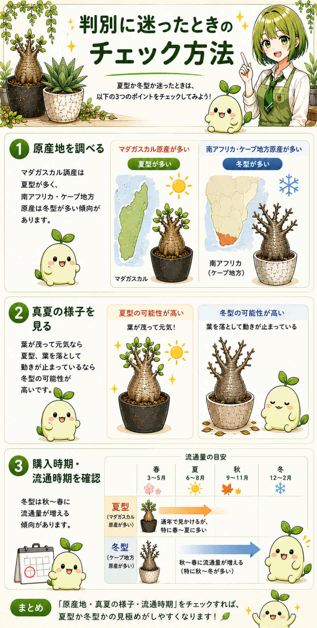 塊根植物の冬型・夏型の判別に迷ったときのチェック方法