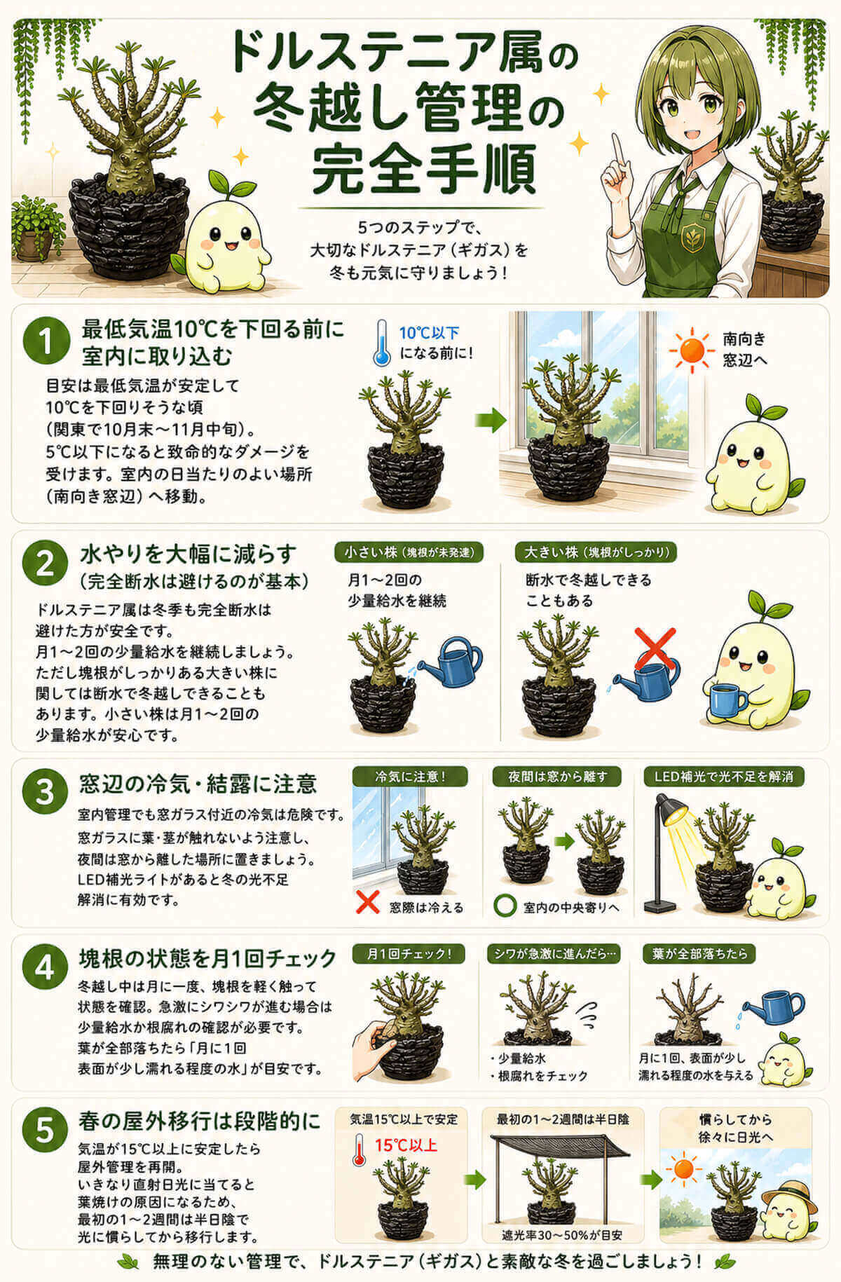 ドルステニア属の冬越し管理の完全手順