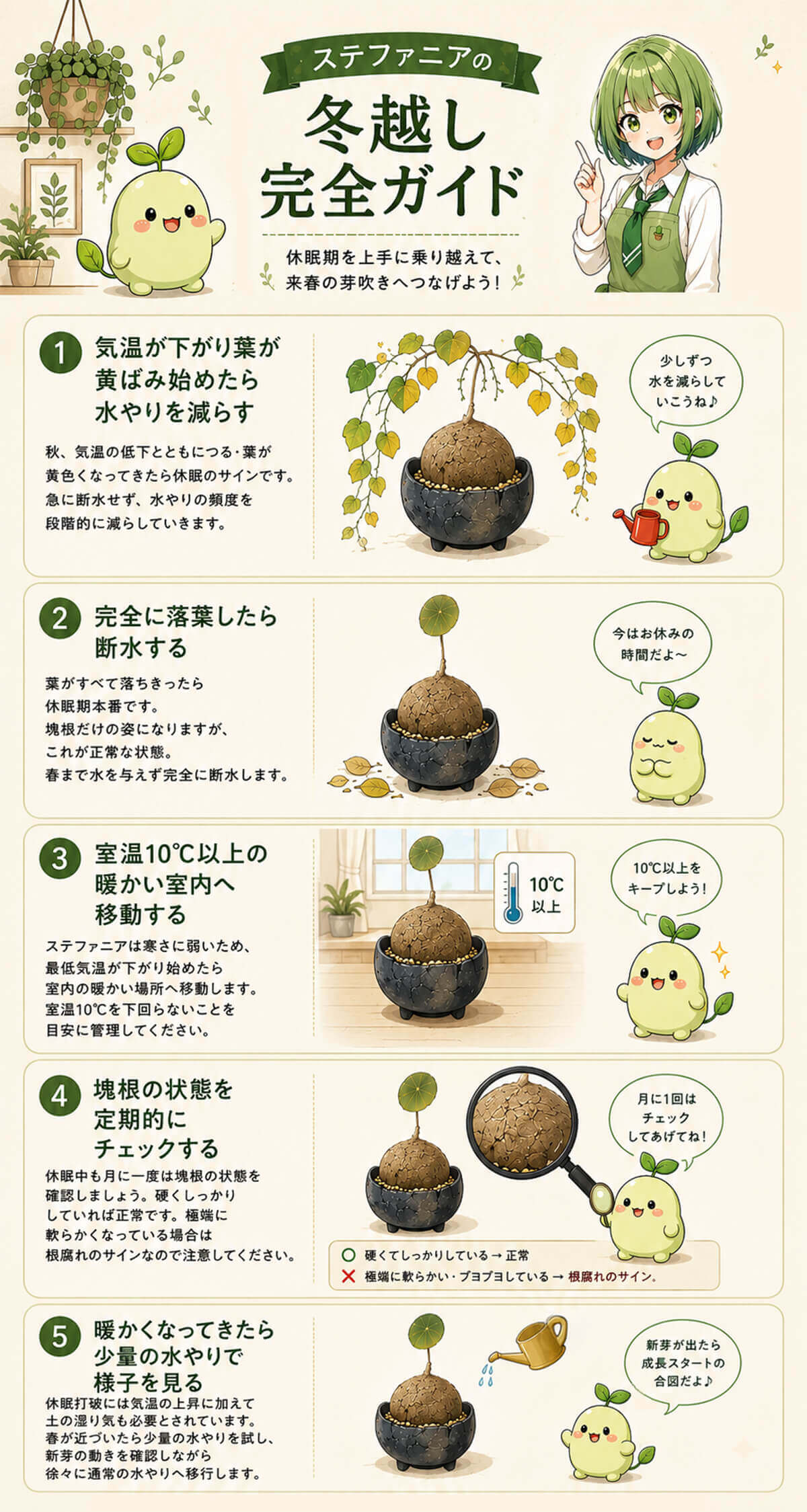 ステファニアの冬越し完全ガイド 図解