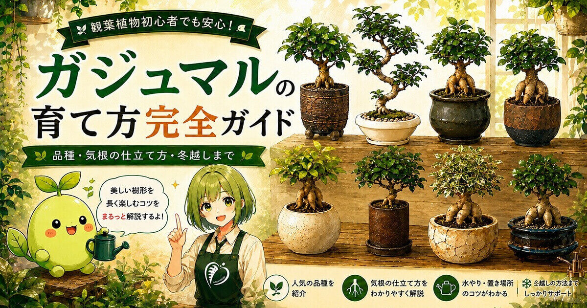 ガジュマルの育て方完全ガイド｜品種・気根の仕立て方・冬越しまで