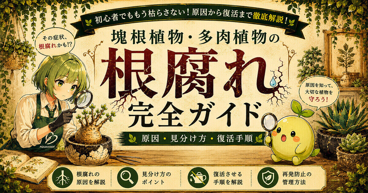 塊根植物・多肉植物の根腐れ完全ガイド 原因・見分け方・復活手順