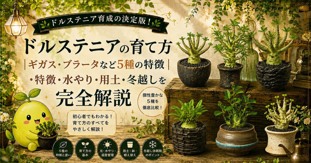 ドルステニアの育て方 ギガス・ブラータなど5種の特徴・水やり・用土・冬越しを完全解説
